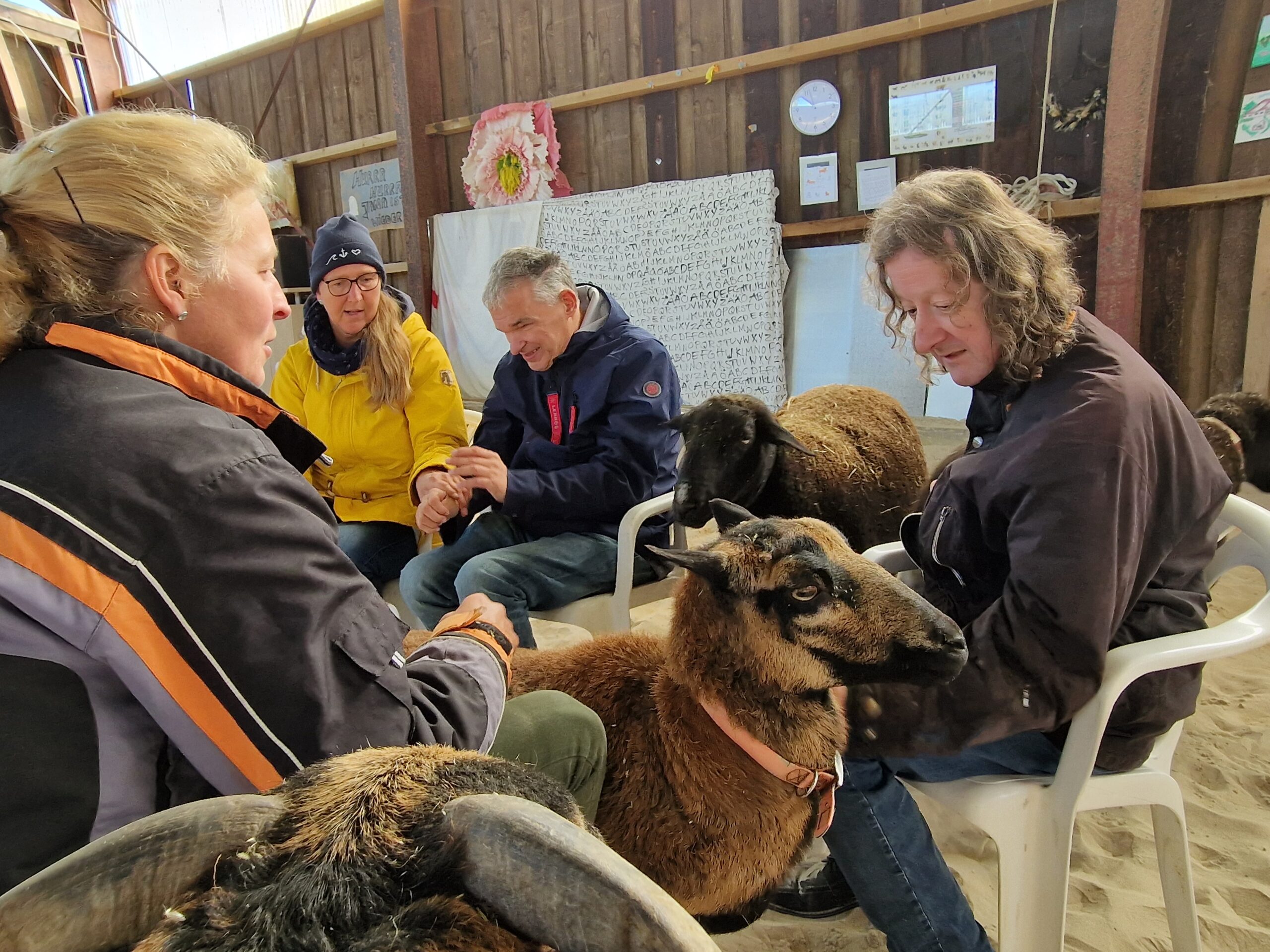 Eine GPS Mitarbeiterin, zwei GPS Beschäftigte, eine Tierpflegerin sind zusammen mit drei Schafen.
