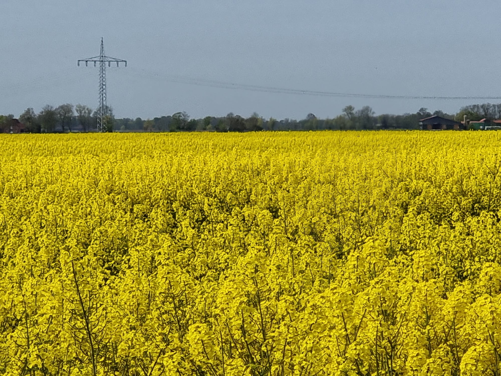 Feld mit gelben Pflanzen