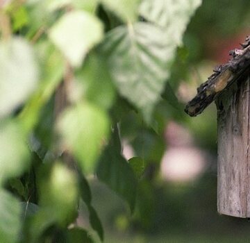 Ein Baum mit einem Vogelhaus