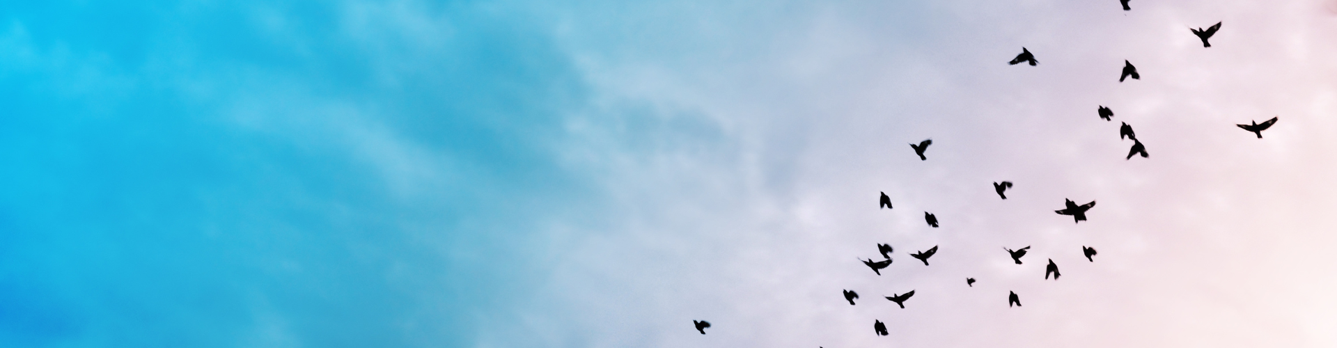 Ein blau und lila farbiger Himmel mit vielen Schwalben.